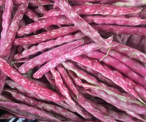 beans