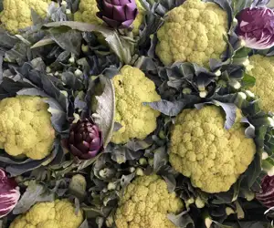 cauliflower 
