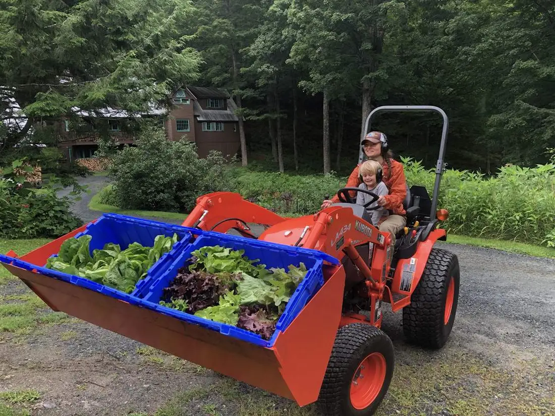 Farmers harvesting fresh lettuce. 